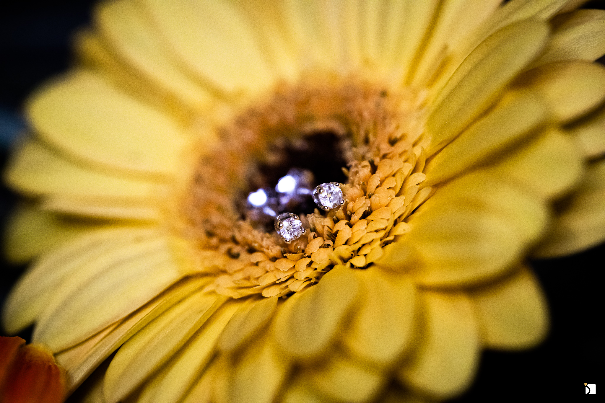 Image Showing Cleaned and Polished Earrings Studs on a Flower